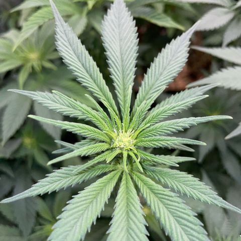 Permanent Marker by KilliczGe growlog timeline photo