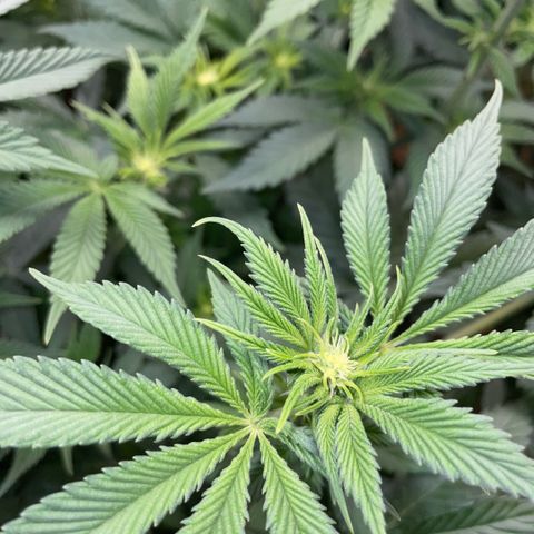 Purple Zkittlez #2 by KilliczGe growlog timeline photo