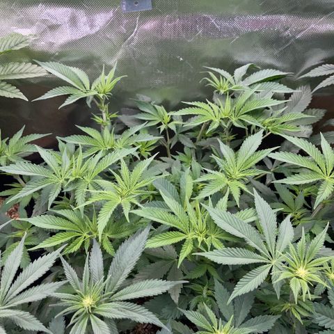 Purple Zkittlez #1 by KilliczGe growlog timeline photo