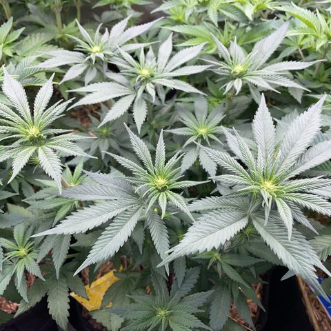 Permanent Marker by KilliczGe growlog timeline photo