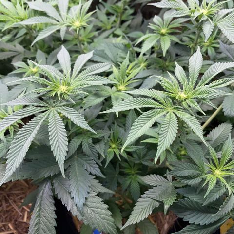 Purple Zkittlez #2 by KilliczGe growlog timeline photo