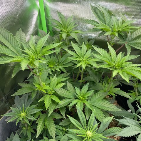 Cereal Milk #3 by KilliczGe growlog timeline photo