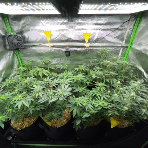 Cereal Milk #3 by KilliczGe growlog timeline photo