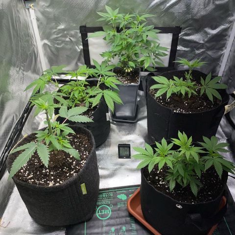 Dante’s Inferno - Mile High Dave by KilliczGe growlog timeline photo