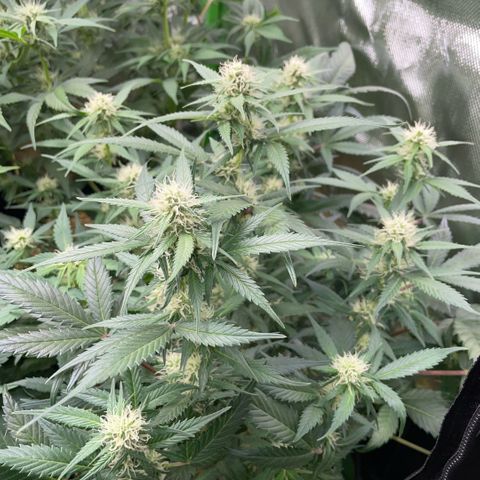 Purple Punch Automatic by KilliczGe growlog timeline photo