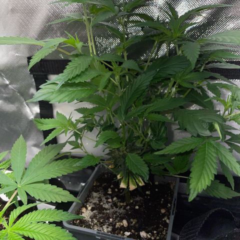 Tangerine Dream Clon #1 by KilliczGe growlog timeline photo