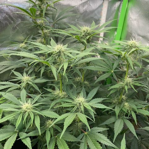 White Widow Automatic by KilliczGe growlog timeline photo