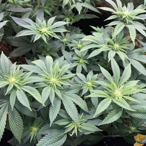 Big Bud by KilliczGe growlog timeline photo