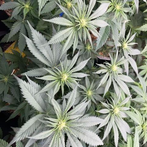 Permanent Marker by KilliczGe growlog timeline photo