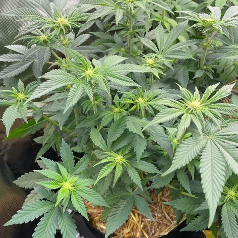 Purple Zkittlez #2 by KilliczGe growlog timeline photo