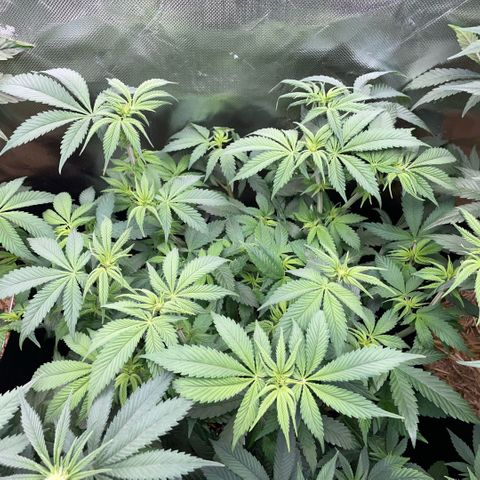 Purple Zkittlez #1 by KilliczGe growlog timeline photo