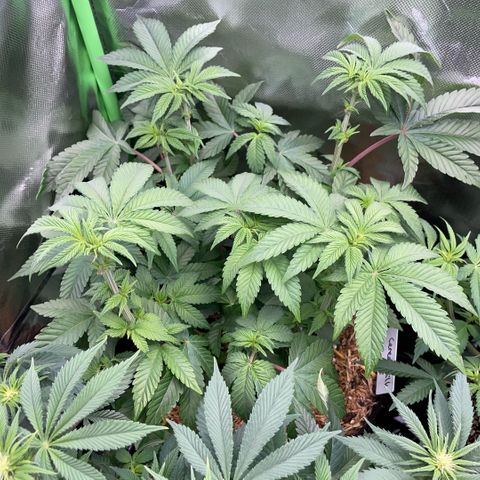 Cereal Milk #3 by KilliczGe growlog timeline photo