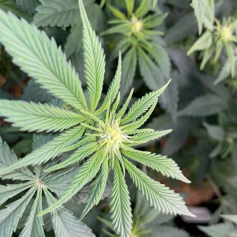 Purple Zkittlez #2 by KilliczGe growlog timeline photo