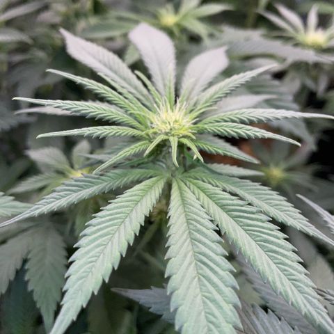 Permanent Marker by KilliczGe growlog timeline photo