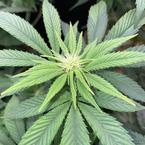 Big Bud by KilliczGe growlog timeline photo