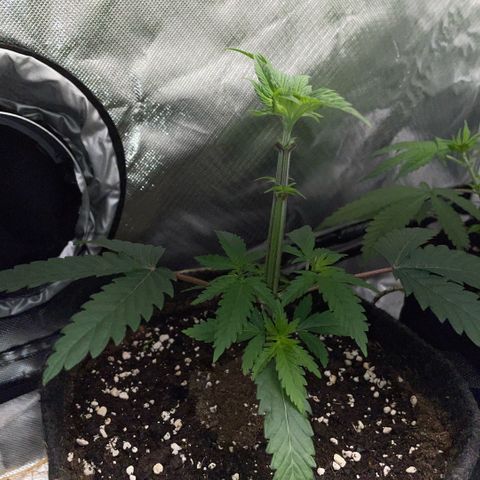 Dante’s Inferno - Mile High Dave by KilliczGe growlog timeline photo