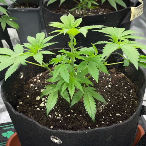 Big Bud 1 Klon 1 by KilliczGe growlog timeline photo