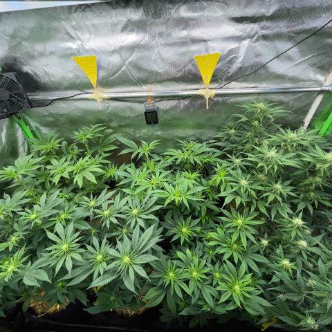 Cereal Milk #3 by KilliczGe growlog timeline photo