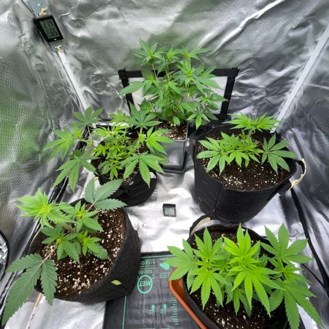 Dante’s Inferno - Mile High Dave by KilliczGe growlog timeline photo