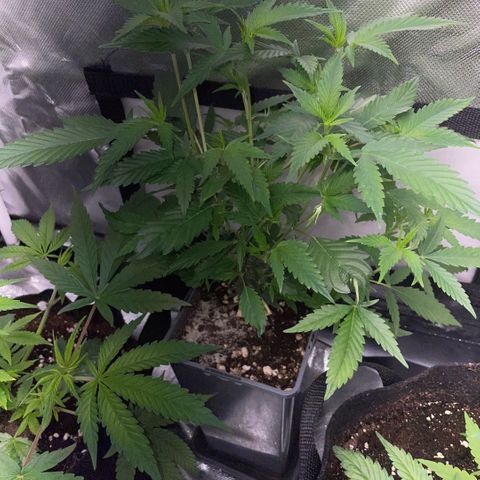 Tangerine Dream Clon #1 by KilliczGe growlog timeline photo