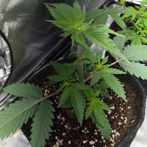 Dante’s Inferno - Mile High Dave by KilliczGe growlog timeline photo