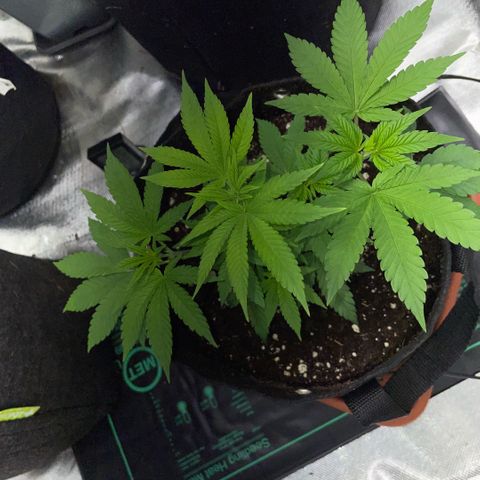 Big Bud 1 Klon 1 by KilliczGe growlog timeline photo