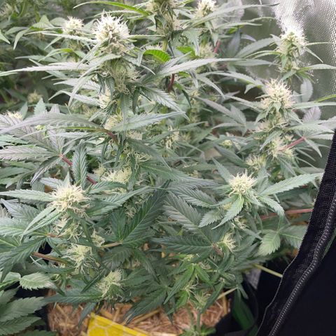 Purple Punch Automatic by KilliczGe growlog timeline photo