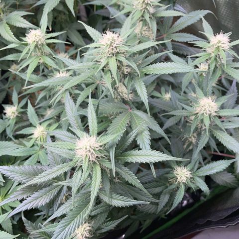 Purple Punch Automatic by KilliczGe growlog timeline photo