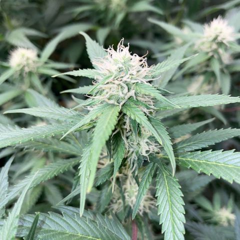 Purple Punch Automatic by KilliczGe growlog timeline photo