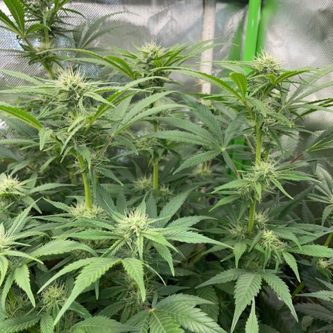 White Widow Automatic by KilliczGe growlog timeline photo