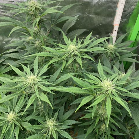 White Widow Automatic by KilliczGe growlog timeline photo