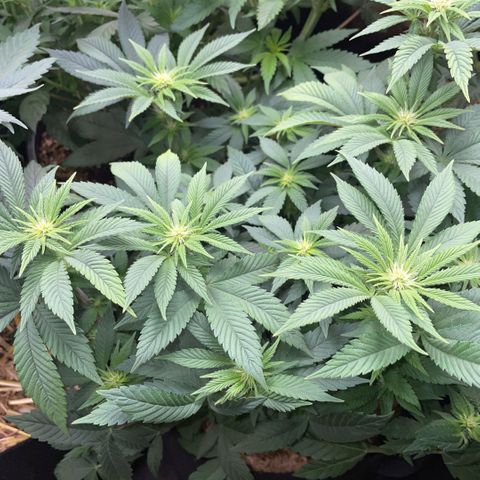 Big Bud by KilliczGe growlog timeline photo