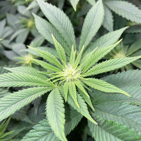 Big Bud by KilliczGe growlog timeline photo