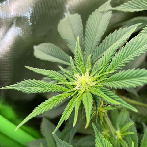 Purple Zkittlez #2 by KilliczGe growlog timeline photo