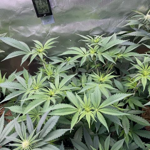 Purple Zkittlez #1 by KilliczGe growlog timeline photo