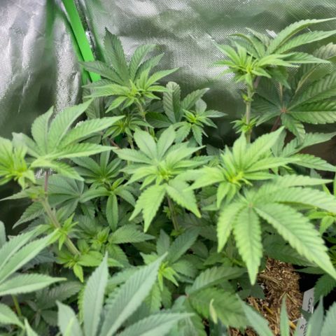 Cereal Milk #3 by KilliczGe growlog timeline photo