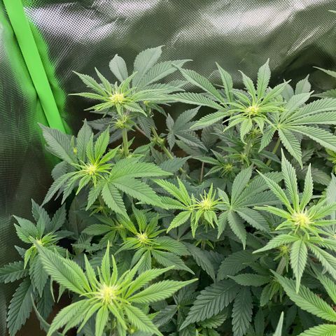 Purple Zkittlez #2 by KilliczGe growlog timeline photo