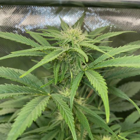 White Widow Automatic by KilliczGe growlog timeline photo