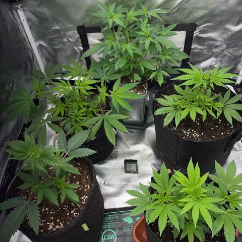 Dante’s Inferno - Mile High Dave by KilliczGe growlog timeline photo