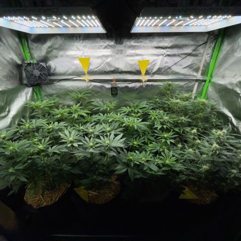 Cereal Milk #3 by KilliczGe growlog timeline photo