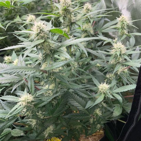 Purple Punch Automatic by KilliczGe growlog timeline photo