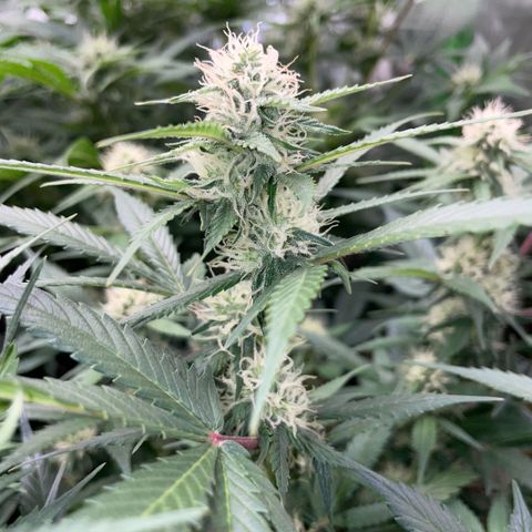 Purple Punch Automatic by KilliczGe growlog timeline photo