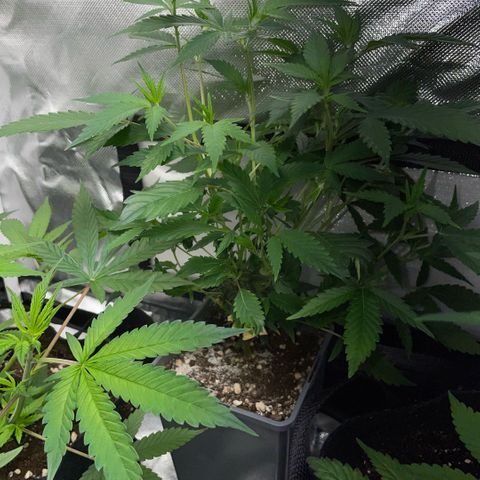 Tangerine Dream Clon #1 by KilliczGe growlog timeline photo