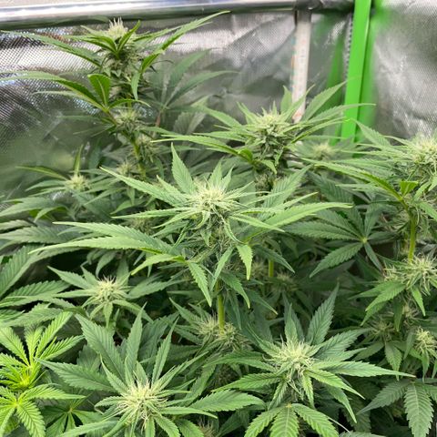 White Widow Automatic by KilliczGe growlog timeline photo