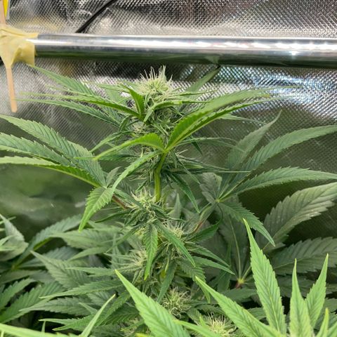 White Widow Automatic by KilliczGe growlog timeline photo