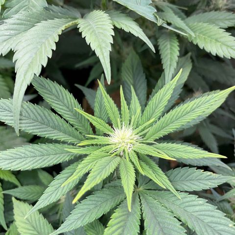 Big Bud by KilliczGe growlog timeline photo