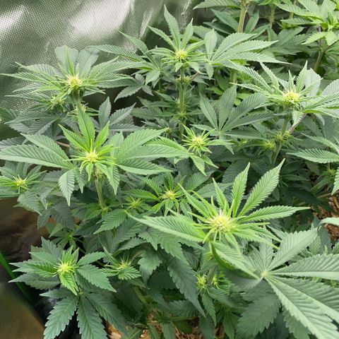 Purple Zkittlez #2 by KilliczGe growlog timeline photo