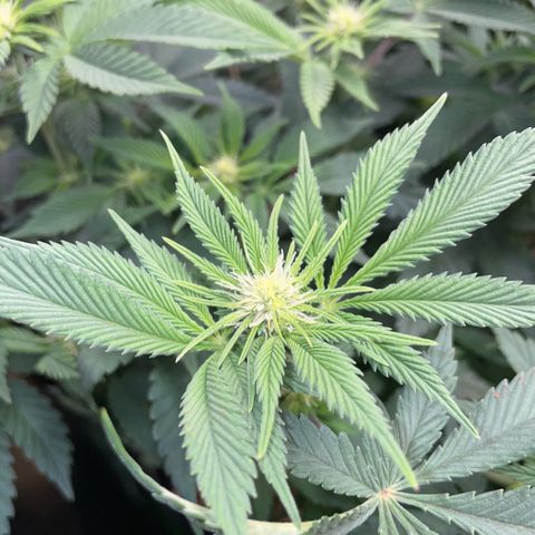 Purple Zkittlez #2 by KilliczGe growlog timeline photo