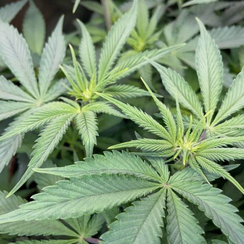 Purple Zkittlez #1 by KilliczGe growlog timeline photo