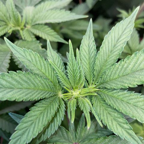 Cereal Milk #3 by KilliczGe growlog timeline photo